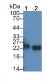 Western Blot; Sample: Lane1: Rat Serum; Lane2: Rat Prostate lysate; Primary Ab: 2μg/ml Mouse Anti-Rat TIMP1 Antibody; Second Ab: 0.2µg/mL HRP-Linked Caprine Anti-Mouse IgG Polyclonal Antibody;