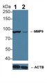 Knockout Varification: ; Lane 1: Wild-type HepG2 cell lysate; ; Lane 2: MMP9 knockout HepG2 cell lysate; ; Predicted MW: 76kDa ; Observed MW: 90kDa; Primary Ab: 3µg/ml Mouse Anti-Human MMP9 Antibody; Second Ab: 0.2µg/mL HRP-Linked Caprine Anti-Mouse IgG Polyclonal Antibody;