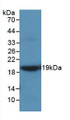 Western Blot; Sample: Recombinant MMP9, Rat.