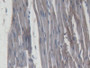 DAB staining on IHC-P; Samples: Rat Cardiac Muscle Tissue; Primary Ab: 20µg/ml Mouse Anti-Rat MMP9 Antibody Second Ab: 2µg/mL HRP-Linked Caprine Anti-Mouse IgG Polyclonal Antibody