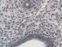 DAB staining on IHC-P; Samples: Rat Uterus Tissue;  Primary Ab: 20µg/ml Mouse Anti-Rat MMP9 Antibody