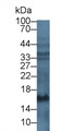 Western Blot; Sample: Human HepG2 cell lysate; ; Primary Ab: 6µg/ml Mouse Anti-Multi-species PIIINP Antibody; Second Ab: 0.2µg/ml HRP-Linked Caprine Anti-Mouse IgG Polyclonal Antibody;