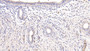 DAB staining on IHC-P; Samples: Rat Oviduct Tissue; Primary Ab: 10ug/ml Mouse Anti-Rat ADP Antibody Second Ab: 2µg/mL HRP-Linked Caprine Anti-Mouse IgG Polyclonal Antibody