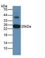 Western Blot Human Liver Tissue Primary Ab: 2µg/mL Rabbit Anti-Human GSTa3 Ab Second Ab: 1:5000 Dilution of HRP-Linked Rabbit Anti-Mouse IgG Ab