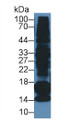 Western Blot; Sample: SW579 cell lysate; ; Primary Ab: 3µg/ml Mouse Anti-Human PCT Antibody; Second Ab: 0.2µg/mL HRP-Linked Caprine Anti-Mouse IgG Polyclonal Antibody;