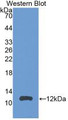 Western Blot;Sample: Recombinant MPIF2, Rat.