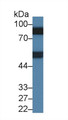 Western Blot; Sample: Rat Serum; ; Primary Ab: 1µg/ml Mouse Anti-Rat F2 Antibody; Second Ab: 0.2µg/mL HRP-Linked Caprine Anti-Mouse IgG Polyclonal Antibody;