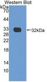 Western Blot; Sample: Recombinant CRP, Cavia.