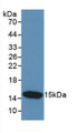 Western Blot; Sample: Recombinant CST3, Human.