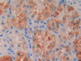 DAB staining on IHC-P; Samples: Human Kidney Tissue;  Primary Ab: 30µg/ml Mouse Anti-Human RBP4 Anti