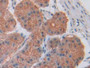 DAB staining on IHC-P; Samples: Human Stomach Tissue; Primary Ab: 40µg/ml Mouse Anti-Human CCK8 Antibody Second Ab: 2µg/mL HRP-Linked Caprine Anti-Mouse IgG Polyclonal Antibody