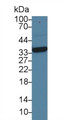 Western Blot; Sample: Porcine Liver lysate; ; Primary Ab: 1µg/ml Mouse Anti-Rat ARG Antibody; Second Ab: 0.2µg/mL HRP-Linked Caprine Anti-Mouse IgG Polyclonal Antibody;