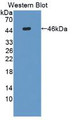 Western Blot; Sample: Recombinant IL31, Rat.