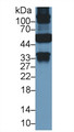 Western Blot; Sample: Human Liver lysate; ; Primary Ab: 2µg/ml Mouse Anti-Human KRT18 Antibody; Second Ab: 0.2µg/mL HRP-Linked Caprine Anti-Mouse IgG Polyclonal Antibody;