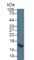 Western Blot; Sample: Rat Heart lysate; Primary Ab: 5µg/ml Mouse Anti-Human FABP3 Antibody Second Ab: 0.2µg/mL HRP-Linked Caprine Anti-Mouse IgG Polyclonal Antibody