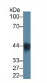 Western Blot; Sample: E.coli lysate; ; Primary Ab: 0.5µg/ml Mouse Anti-Multi-species LPS Antibody; Second Ab: 0.2µg/mL HRP-Linked Caprine Anti-Mouse IgG Polyclonal Antibody;