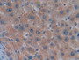 DAB staining on IHC-P; Samples: Human Liver Tissue; Primary Ab: 20µg/ml Mouse Anti-Human MSTN Antibody Second Ab: 2µg/mL HRP-Linked Caprine Anti-Mouse IgG Polyclonal Antibody