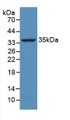 Western Blot; Sample: Recombinant CASP4, Bovine.