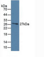 Western Blot; Sample: Recombinant DBP, Human.