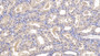 DAB staining on IHC-P; Samples: Human Kidney Tissue; Primary Ab: 10µg/ml Mouse Anti-Human DBP Antibody Second Ab: 2µg/mL HRP-Linked Caprine Anti-Mouse IgG Polyclonal Antibody