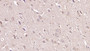 DAB staining on IHC-P; Samples: Human Small intestine Tissue;  Primary Ab: 10µg/ml Mouse Anti-Human NRG1 Antibody Second Ab: 2µg/mL HRP-Linked Caprine Anti-Mouse IgG Polyclonal Antibody 