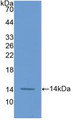 Western Blot; Sample: Recombinant F7, Human.