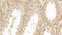 DAB staining on IHC-P; Samples: Bovine Testis Tissue; Primary Ab: 20µg/ml Mouse Anti-Bovine SOD1 Antibody Second Ab: 2µg/mL HRP-Linked Caprine Anti-Mouse IgG Polyclonal Antibody