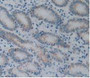 DAB staining on IHC-P; Samples: Human Stomach Tissue; Primary Ab: 30µg/ml Mouse Anti-Human AGR2 Antibody Second Ab: 2µg/mL HRP-Linked Caprine Anti-Mouse IgG Polyclonal Antibody