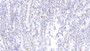 DAB staining on IHC-P; Samples: Human Small intestine Tissue;  Primary Ab: 30μg/ml Mouse Anti-Human AIF1 Antibody Second Ab: 2µg/mL HRP-Linked Caprine Anti-Mouse IgG Polyclonal Antibody 