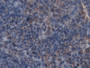 DAB staining on IHC-P; Samples: Rat Spleen Tissue)