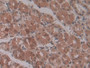 DAB staining on IHC-P; Samples: Human Stomach Tissue; Primary Ab: 30µg/ml Mouse Anti-Human ENPP2 Antibody Second Ab: 2µg/mL HRP-Linked Caprine Anti-Mouse IgG Polyclonal Antibody