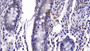 DAB staining on IHC-P; Samples: Bovine Small intestine Tissue;  Primary Ab: 30ug/ml Mouse Anti-Bovine CASP6 Antibody Second Ab: 2µg/mL HRP-Linked Caprine Anti-Mouse IgG Polyclonal Antibody 