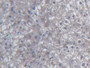 DAB staining on IHC-P; Samples: Human Liver Tissue; Primary Ab: 20µg/ml Mouse Anti-Human UCN2 Antibody Second Ab: 2µg/mL HRP-Linked Caprine Anti-Mouse IgG Polyclonal Antibody