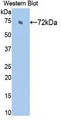 Western Blot ;Sample: Recombinant HSPA2, Rat.