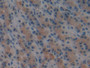 DAB staining on IHC-P; Samples: Rat Stomach Tissue; Primary Ab: 30µg/ml Mouse Anti-Rat a1BG Antibody Second Ab: 2µg/mL HRP-Linked Caprine Anti-Mouse IgG Polyclonal Antibody