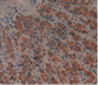 DAB staining on IHC-P Samples:Rat Stomach Tissue