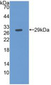 Western Blot; Sample: Recombinant FBLN3, Human.