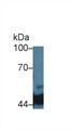 Western Blot; Sample: Porcine Liver lysate; Primary Ab: 5µg/ml Mouse Anti-Human IDH1 Antibody Second Ab: 0.2µg/mL HRP-Linked Caprine Anti-Mouse IgG Polyclonal Antibody