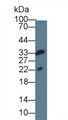 Western Blot; Sample: Rat Serum; Primary Ab: 3µg/ml Mouse Anti-Mouse IL1F9 Antibody Second Ab: 0.2µg/mL HRP-Linked Caprine Anti-Mouse IgG Polyclonal Antibody