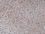 DAB staining on IHC-P; Samples: Mouse Liver Tissue.