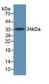 Western Blot; Sample: Recombinant C5a, Human.