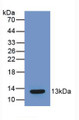 Western Blot; Sample: Recombinant MCP1, Mouse.