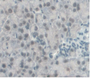 Figure.DAB staining on IHC-P Samples:Mouse Pancreas Tissue.