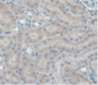 DAB staining on IHC-P; Samples:Mouse Kidney Tissue)