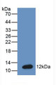 Western Blot; Sample: Recombinant BNP, Mouse.