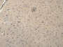 DAB staining on IHC-P; Samples: Mouse Brain Tissue.