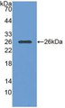 Western Blot; Sample: Recombinant PGA, Human.