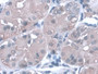 DAB staining on IHC-P; Samples: Human Stomach Tissue;  Primary Ab: 30µg/ml Mouse Anti-Human PGA Anti