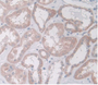 Figure.DAB staining on IHC-P Samples:Human Kidney Tissue