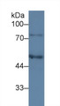 Western Blot; Sample: Human HepG2 cell lysate; Primary Ab: 3µg/ml Mouse Anti-Human C1INH Antibody Second Ab: 0.2µg/mL HRP-Linked Caprine Anti-Mouse IgG Polyclonal Antibody